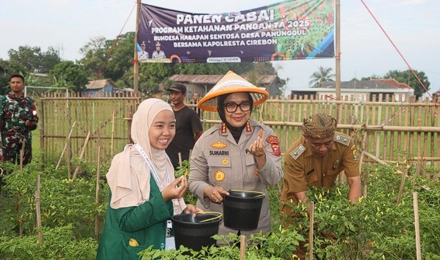 Panen Raya di Desa Panunggul Cirebon: Kapolresta Cirebon Pimpin Panen Cabai dan Lele, Tekankan Ketahanan Pangan dan Kamtibmas