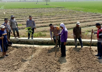 Polsek Losarang Indramayu Dukung Swasembada Pangan, Tanam Jagung di Lahan Baku Sawah