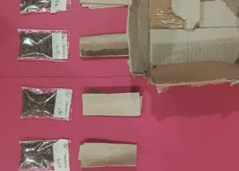 Polresta Cirebon Berhasil Ungkap Peredaran Ganja di Pabedilan, Seorang Pria Diamankan