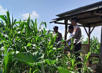 Polres Ciamis Kawal Ketahanan Pangan, Monitoring Lahan Jagung untuk Kesejahteraan Petani!