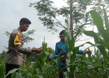 Dukung Ketahanan Pangan, Polisi di Ciamis Pantau Langsung Pertumbuhan Jagung di Lahan Desa