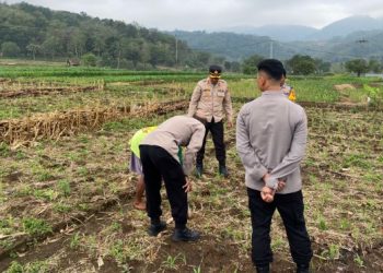 Dukung Ketahanan Pangan, Wakapolres Majalengka Turun Langsung Tinjau Panen Jagung Warga