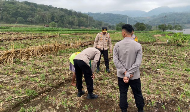 Dukung Ketahanan Pangan, Wakapolres Majalengka Turun Langsung Tinjau Panen Jagung Warga