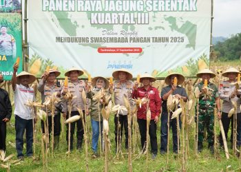 Polres Tasikmalaya Pimpin Panen Raya Jagung, Bukti Nyata Dukung Ketahanan Pangan Nasional dan Implementasi Program Prioritas Kapolri