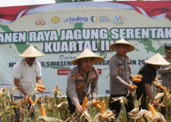 Dukung Swasembada Pangan, Kapolres Purwakarta Pimpin Panen Raya Jagung Kuartal III
