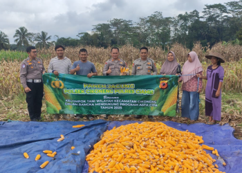 Polres Ciamis Wujudkan Swasembada Pangan, Panen Jagung Bersama Petani di Cikoneng