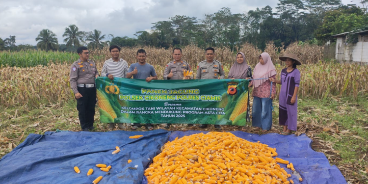Polres Ciamis Wujudkan Swasembada Pangan, Panen Jagung Bersama Petani di Cikoneng