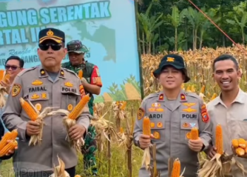 Polres Cianjur Terus Dukung Petani, Kapolres Pimpin Panen Raya Jagung Hibrida untuk Wujudkan Swasembada Pangan