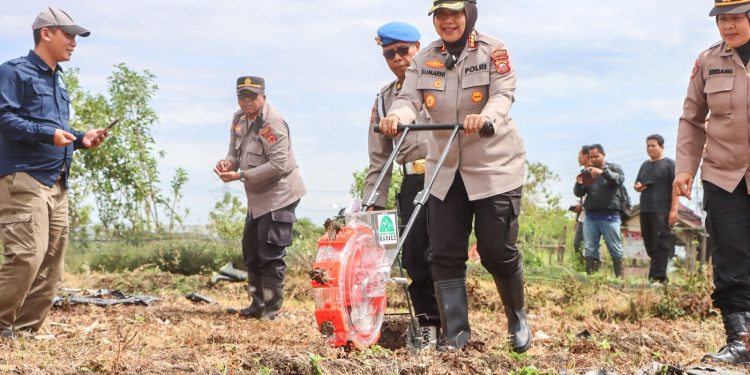 Polresta Cirebon Dukung Swasembada Pangan dengan Tanam Jagung di Lahan 2,5 Hektar