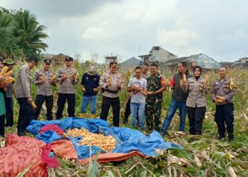 Polres Ciamis Kawal Panen Jagung, Sukses Tingkatkan Ketahanan Pangan di Desa Imbanagara