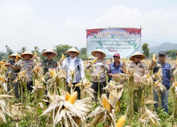 Polresta Bandung Gencarkan Panen Raya Jagung, Edukasi Petani Tingkatkan Kualitas dan Jual ke Bulog untuk Keuntungan Maksimal