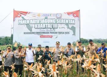 Dukung Ketahanan Pangan Nasional, Polres dan Forkopimda Bogor Gelar Panen Raya Jagung Serentak di Jasinga