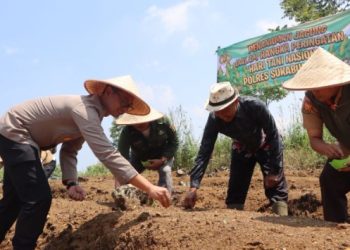 Polres Sukabumi Kota Bersama Petani Wujudkan Ketahanan Pangan Lewat Jagung