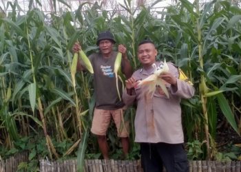 Dukung Ketahanan Pangan, Polisi di Bogor Dampingi Warga Panen Jagung Hibrida