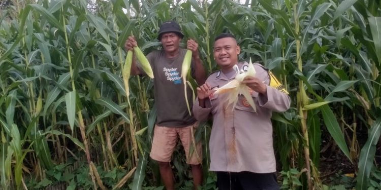 Dukung Ketahanan Pangan, Polisi di Bogor Dampingi Warga Panen Jagung Hibrida