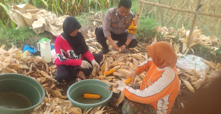 Polsek Majalengka Kota Dampingi Panen Jagung, Dukung Swasembada Pangan 2025