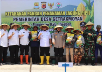Perkuat Ketahanan Pangan, Polresta dan Pemkab Cirebon Kompak Tanam Jagung Pipil di Desa Getrakmoyan