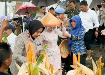 Polresta Cirebon Sukses Panen Jagung, Dukung Swasembada Pangan Nasional dengan Hasil Fantastis