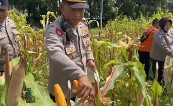 Dukung Ketahanan Pangan, Polsek Pagaden Subang Panen Jagung Hibrida Seluas Dua Hektar
