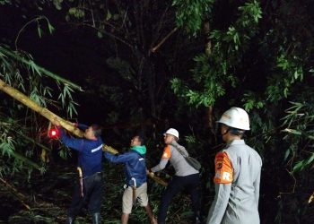 Hujan Deras Sebabkan Pohon Tumbang di Tanjungkerta, Brimob Polda Jabar Sigap Evakuasi