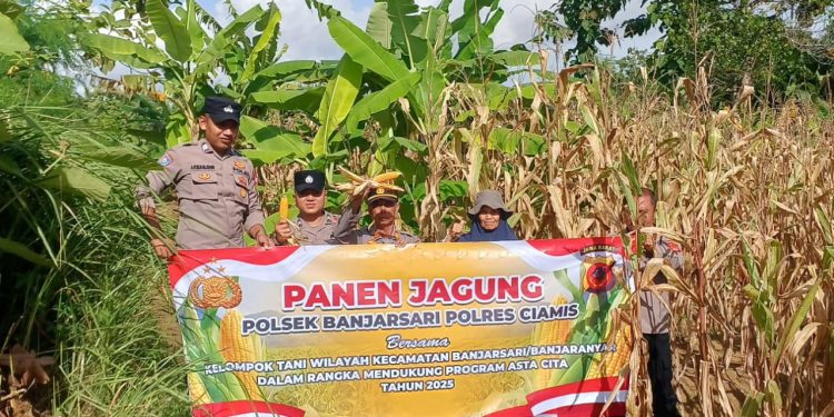 Polres Ciamis Dukung Swasembada Pangan, Panen Jagung Bersama Warga di Desa Cibadak
