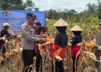 Program Ketahanan Pangan : Brimob Polda Jabar Gelar Panen Raya Jagung Bersama Petani Tasikmalaya