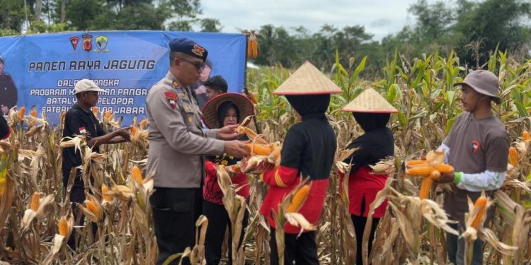 Program Ketahanan Pangan : Brimob Polda Jabar Gelar Panen Raya Jagung Bersama Petani Tasikmalaya