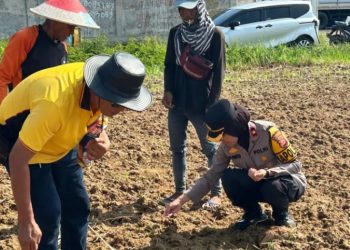 Dukung Swasembada Pangan, Polres Karawang Tanam Bibit Jagung Hibrida Seluas Dua Hektar