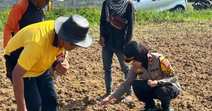Dukung Swasembada Pangan, Polres Karawang Tanam Bibit Jagung Hibrida Seluas Dua Hektar