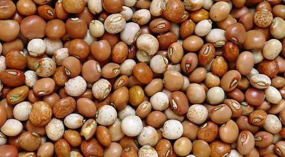 Mengenal Kacang Gude: Superfood Lokal yang Kaya Protein dan Rahasia Jantung Sehat
