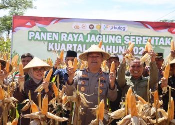 Polres Ciamis Aktif Dukung Ketahanan Pangan Nasional Melalui Panen Raya Jagung Serentak