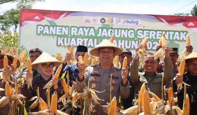 Polres Ciamis Aktif Dukung Ketahanan Pangan Nasional Melalui Panen Raya Jagung Serentak