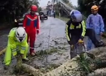 Respon Cepat TNI-Polri dan Tim Gabungan Evakuasi Pohon Tumbang di Jalur Puncak-Cipanas