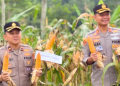 Polri Gelar Panen Raya Jagung Serentak, Polres Cianjur Turut Sukseskan Program Swasembada Pangan Nasional