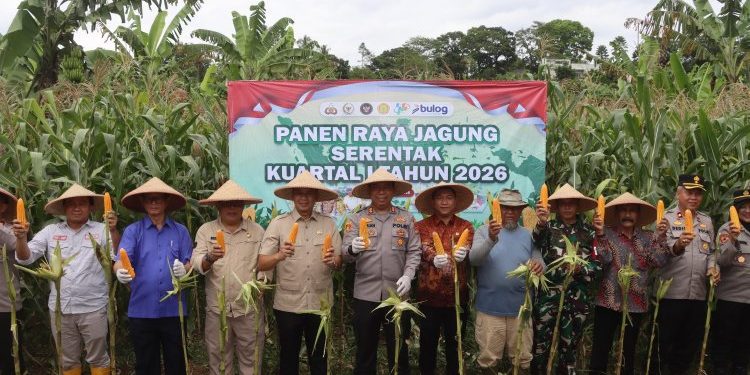 Polres Sukabumi Dukung Swasembada Pangan Nasional Melalui Panen Raya Jagung Kuartal IV
